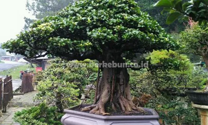 Bonsai Bringin Mas Saefi: Seni Menjaga Kehijauan di Jantung Cilacap